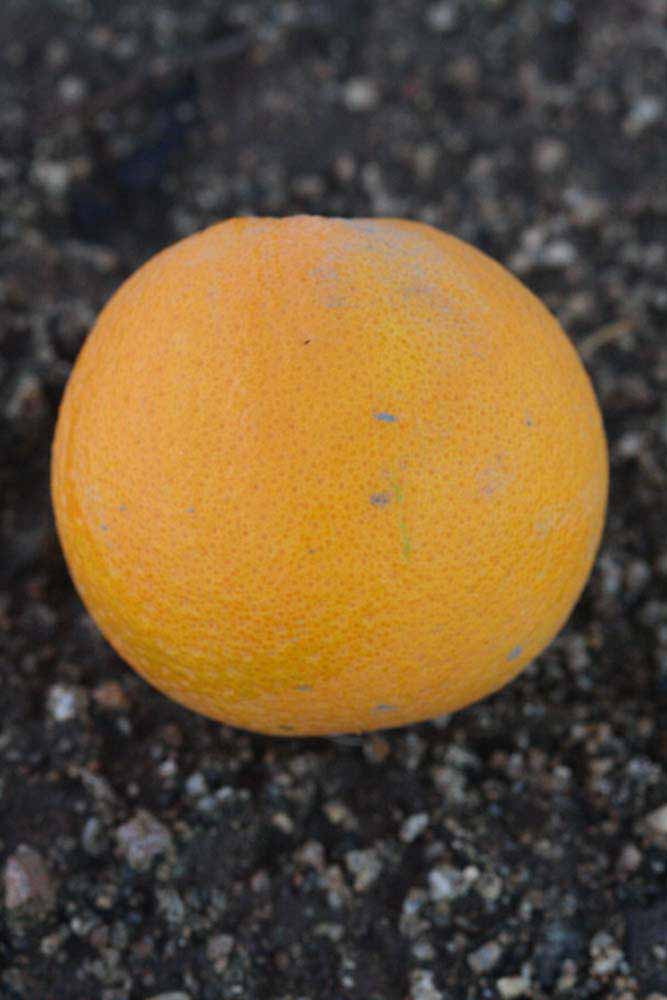              Fruit (Riverside, CA)       